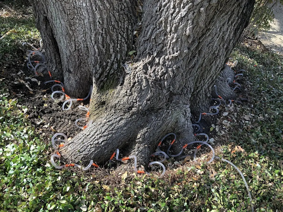 Detailed Tree Cabling and Bracing job site in Richmond